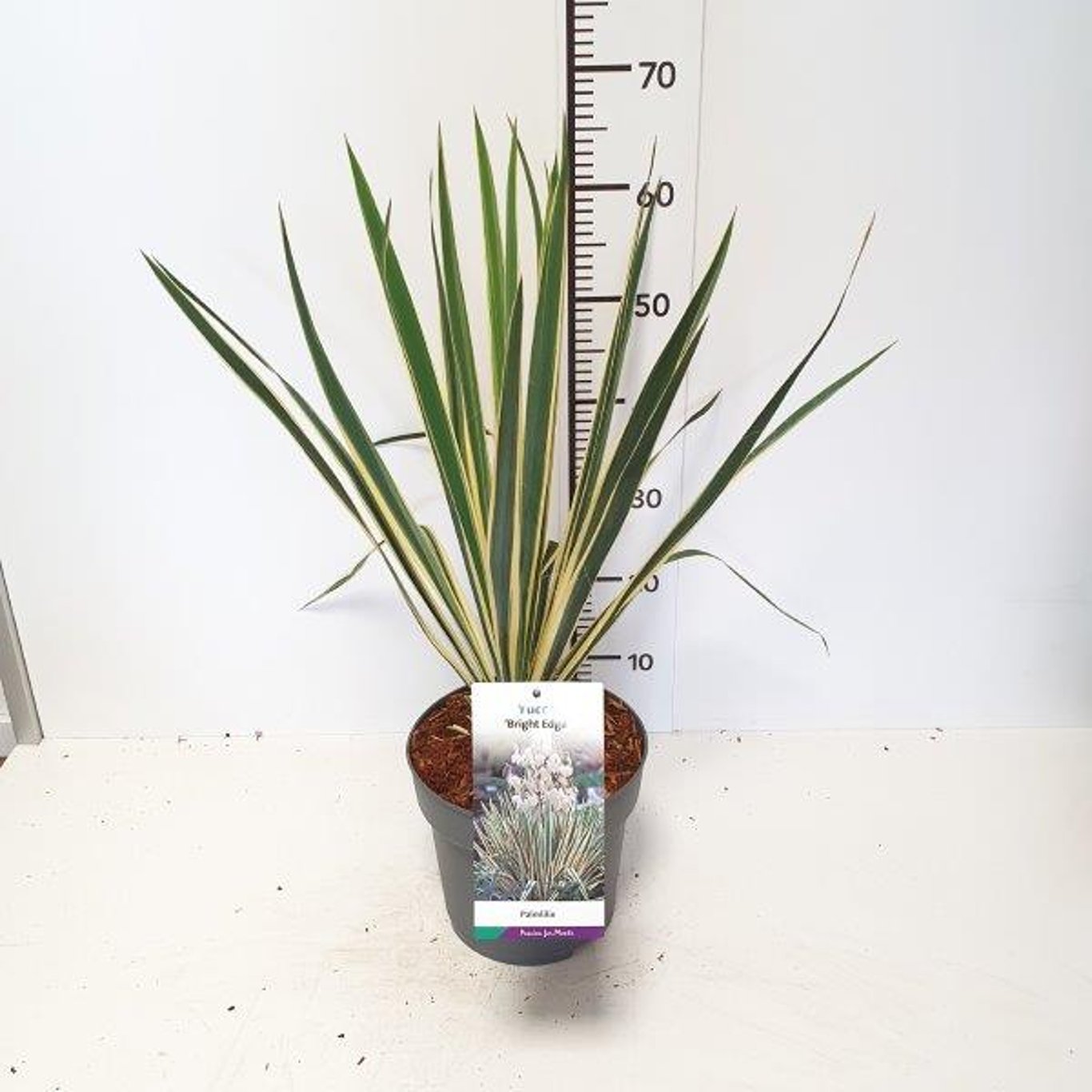 Yucca filamentosa 'Bright Edge' - C5